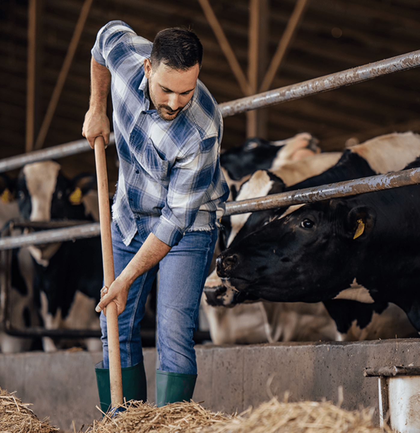 Main-d'œuvre pour fermes laitières - Rodaction